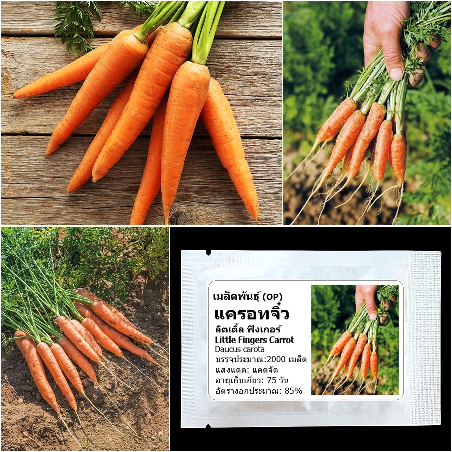 เมล็ดพันธุ์ แครอทจิ๋ว แครอทเบบี้ Little Fingers Carrot Seed บรรจุ 2000 เมล็ด คุณภาพดี ของแท้ 100%