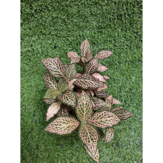 ต้นพรมออสเตรเลียแดงลายชมพู(Fittonia) ไม้ในกระถาง3"