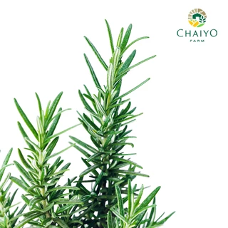 ต้นโรสแมรี ออร์แกนิค Organic Rosemary และ ต้นสมุนไพรออร์แกนิค Organic Herb