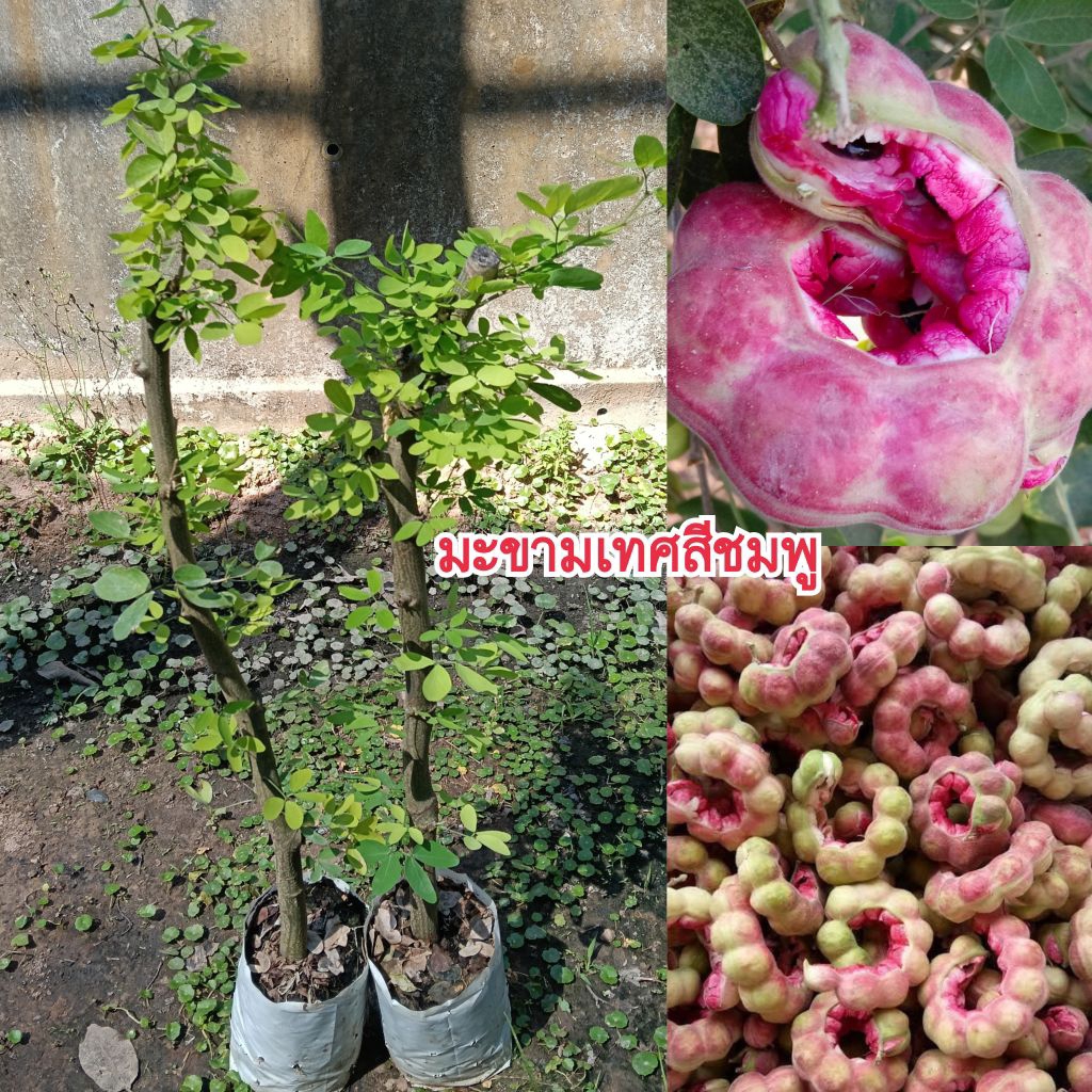 ต้นมะขามเทศสีชมพู(กิ่งตอน)ต้นสูง 70-90 เซนติเมตร