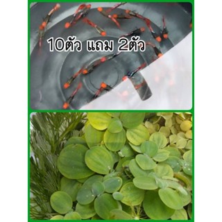 ทักซิโด้โค่นวันรุ่นโดนจัยเซต10แถม2ว้าวๆเลยแระ