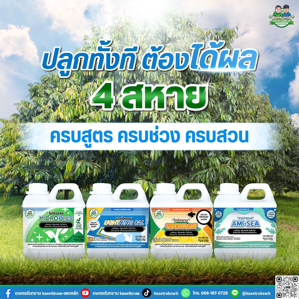 ชุดสี่เกลอ อาหารพืช จุลธาตุ แคลเซียมโบรอน อะมีซี ชุดครบครัน เกษตรรับทราบ