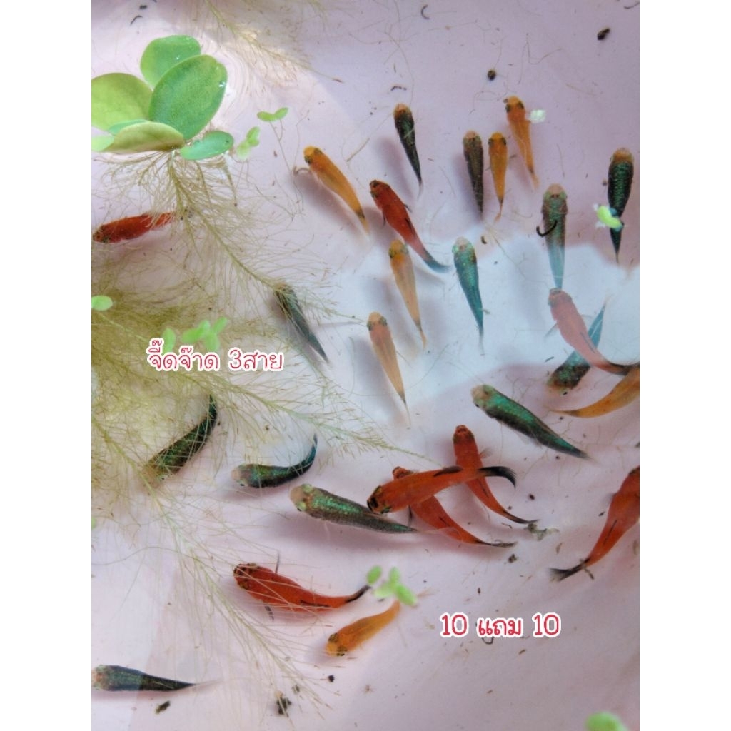 10แถม10วัยรุ่นจี๊ดจ๊าด3สายตัวตึงอ่างบัว กุหลาบ มิ้กกี้ เพ็กตี้