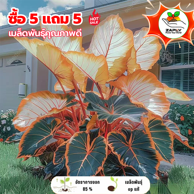 【ซื้อ 5 แถม 5 ฟรี】เมล็ดพันธุ์โคโลคาเซีย ใบใหญ่ สีผสม 50 เมล็ด ปลูกได้ทั้งปี ต้นไม้ประดับกระถาง
