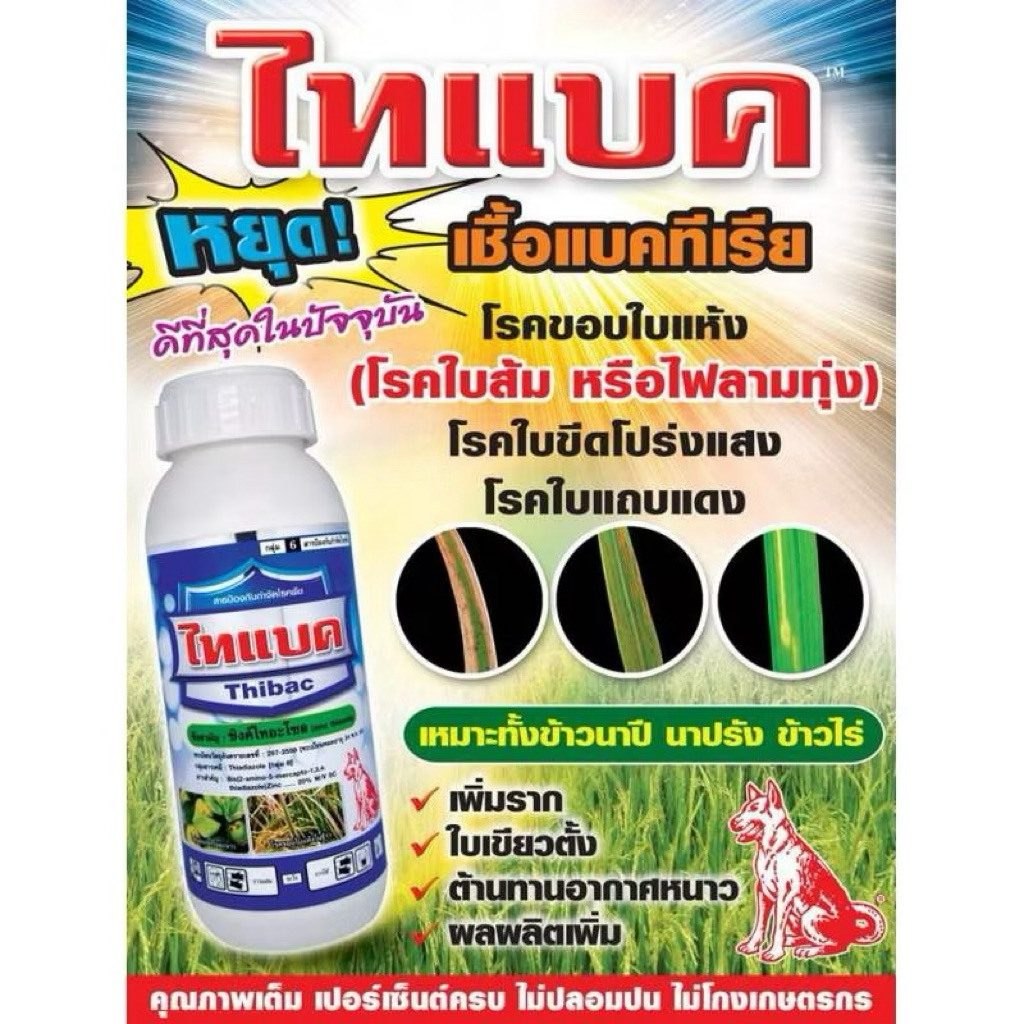 ไทแบค หมาแดง โรคพืชที่เกิดจากเชื้อแบคทีเรียและเชื้อรา