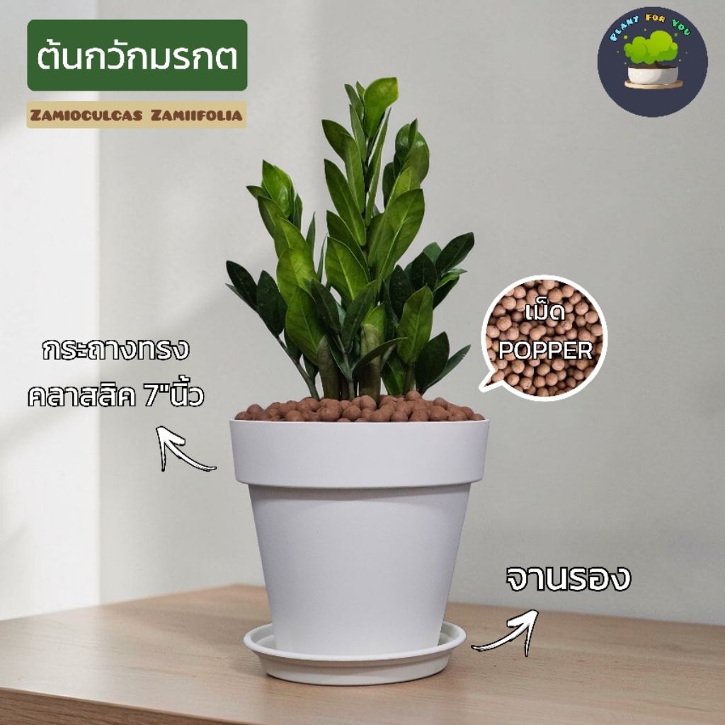 💤ต้นกวักมรกต/ต้นไม้มงคล (ZZ Plant) 20-25 Cm. พร้อมกระถาง+เม็ดPopper+ขาตั้ง (ต้นไม้ฟอกอากาศ)
