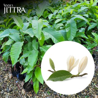 จิตตรา ต้นพันธุ์จำปี ตอนกิ่งสูง 60-80 ซม. โตไว ให้ดอกเร็ว พร…