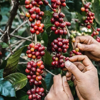 Coffee Press Duosetเมล็ดกาแฟคั่ว Arabica100% Shan State Myanmar | Classic,Jai Hug ถุงละ 250g. X 2ถุง