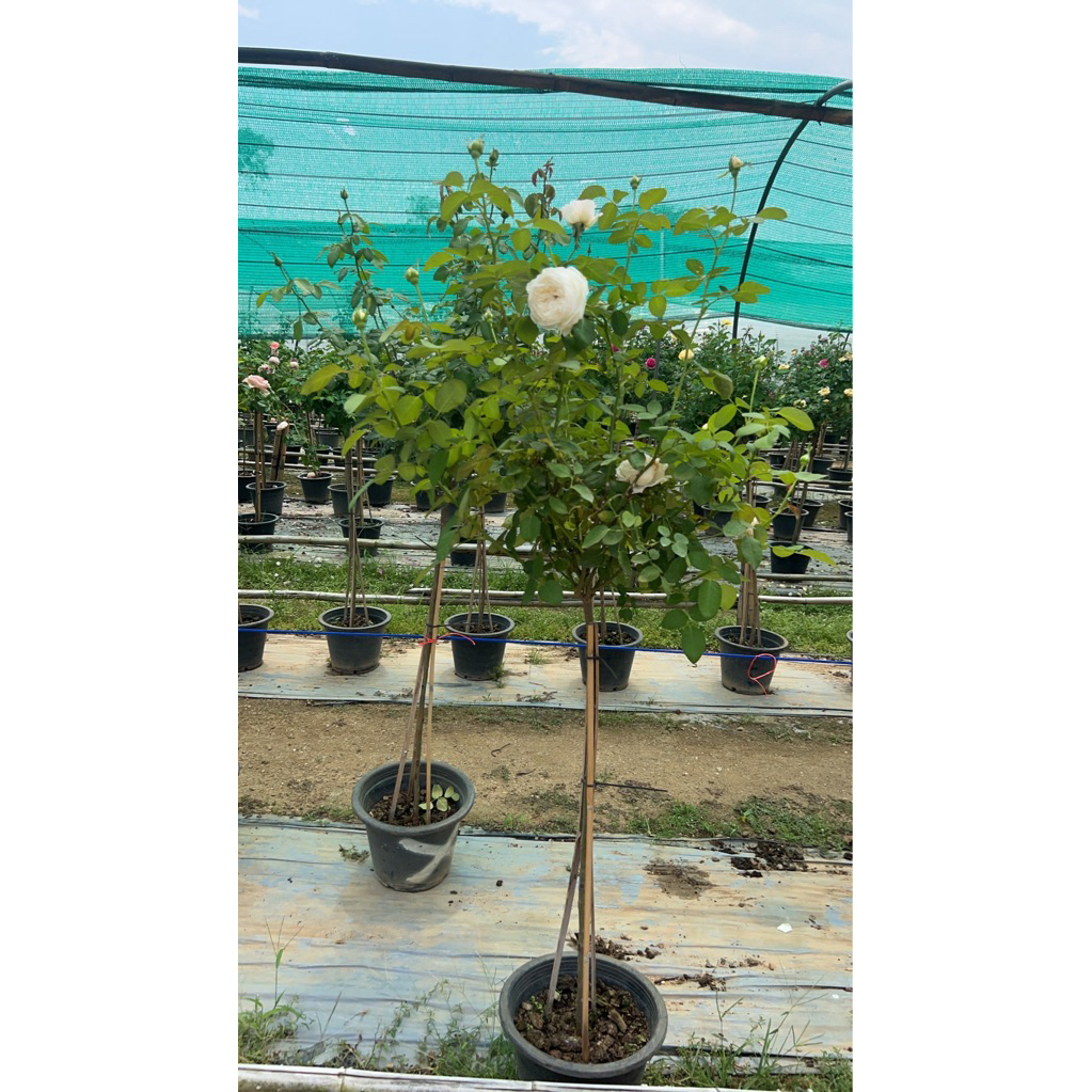 กุหลาบ-ทรีโรสPNW สีขาว (Tree Rose Pretty Nina White)  สีขาว ดอกฟูเหมือนซาลาเปา ดอกใหญ่ หอม
