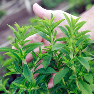 เมล็ดพันธุ์ หญ้าหวาน สตีเวีย Sugarleaf Stevia Seed 200 เมล็ด คุณภาพดี ของแท้ 100%