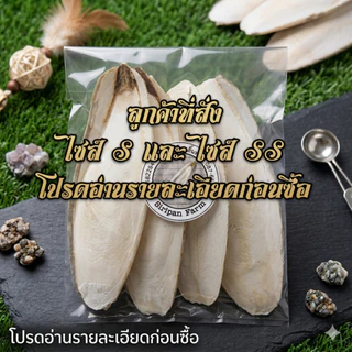 กระดองปลาหมึก กระดองหมึก ลิ้นทะเล อาหารเสริมนก แคลเซียม