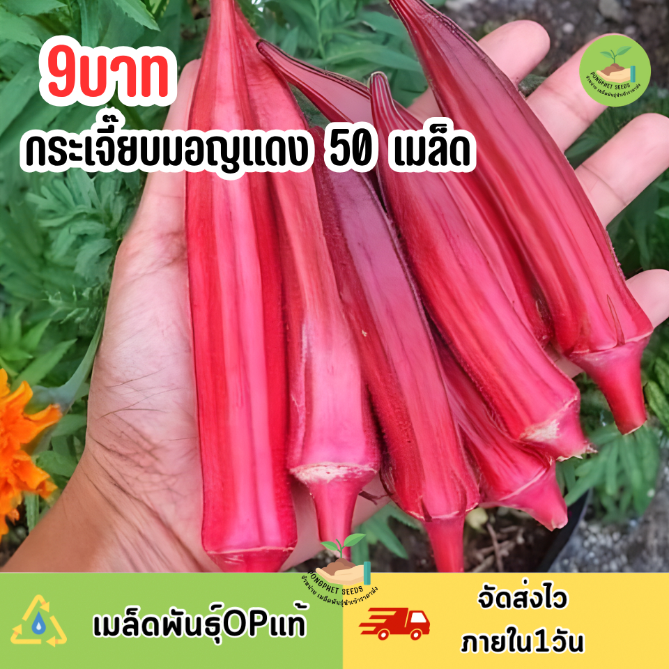 เมล็ดพันธุ์กระเจี๊ยบมอญแดง 50 เมล็ด