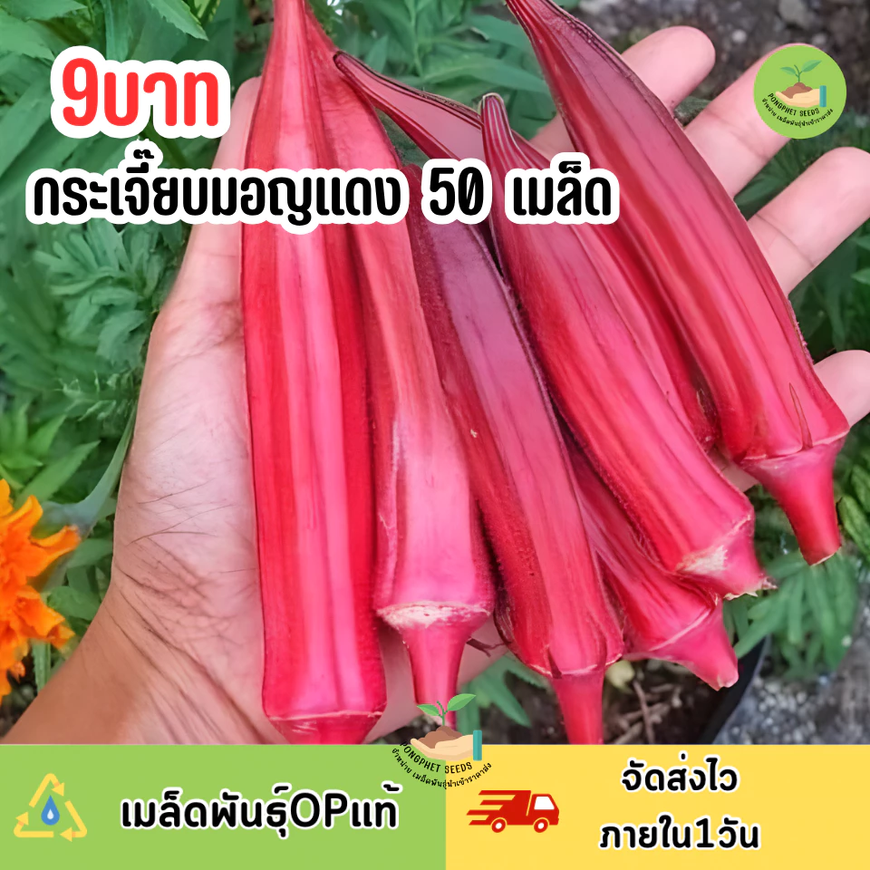 เมล็ดพันธุ์กระเจี๊ยบมอญแดง 50 เมล็ด