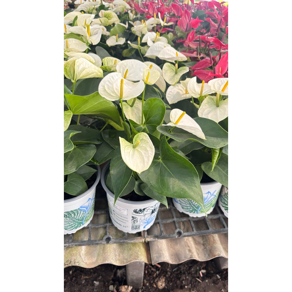 หน้าวัวดอกขาว สวยดอกหน้าวัว ซาโมรา (Anthurium) / กระถาง 6 นิ้ว / สูง 60 cm ไม้มงคล ไม้ฟอกอากาศ