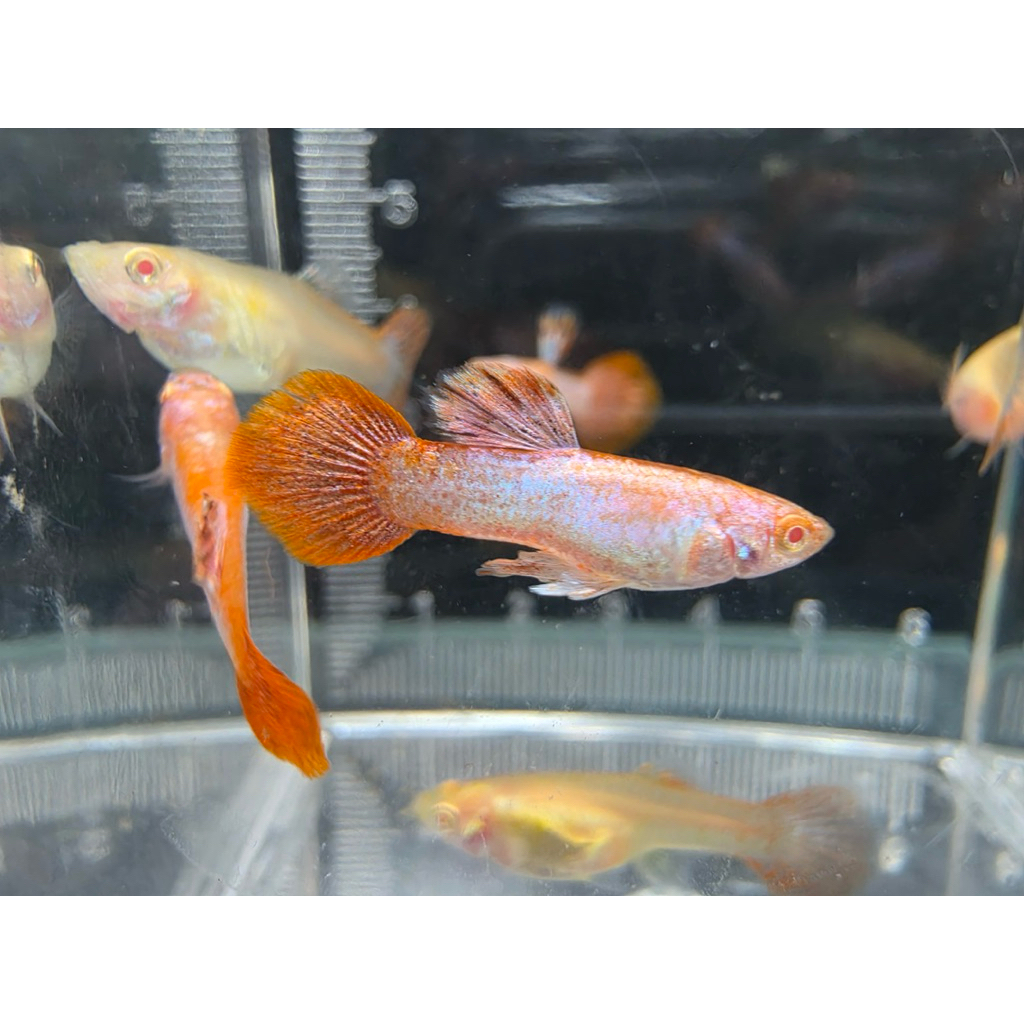 guppy albino magenta 1 pair