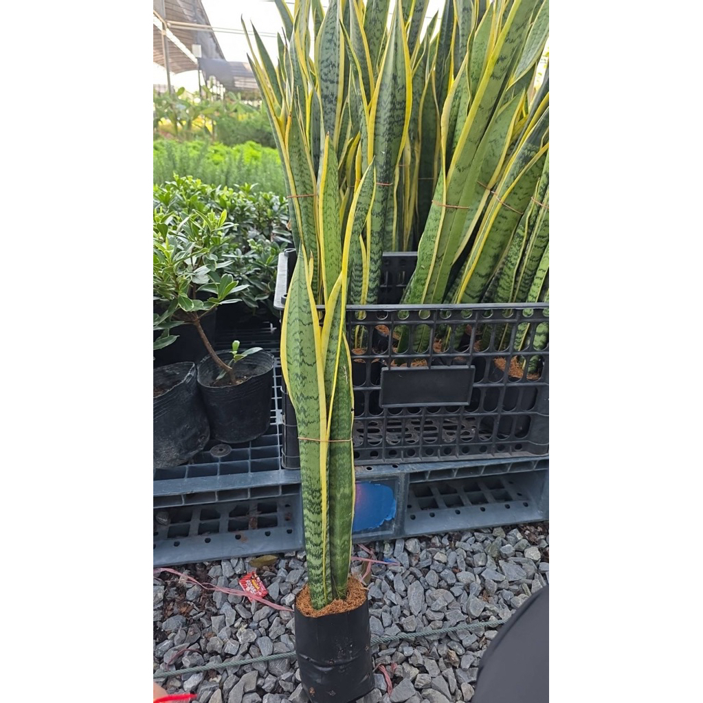 Snake plant (Sanseveria Laurentii) :  #ลิ้นมังกรไม้ฟอกกาศ30-60ถ้าcm