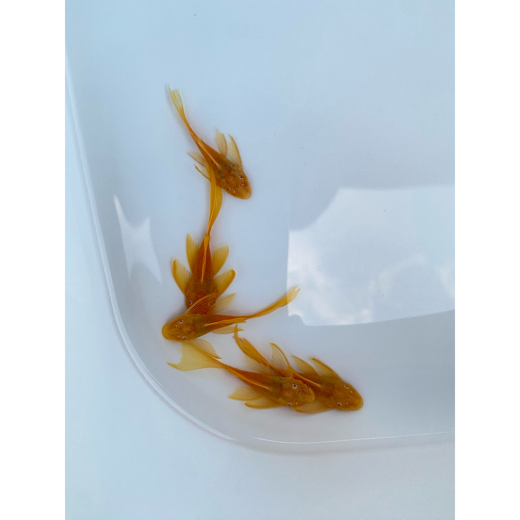 ปลาซัคเกอร์ L144 24k หางยาว