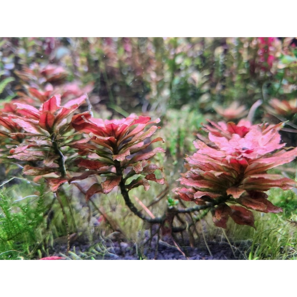 ปิโลซ่า มินิ Ludwigia sphaerocarpa 'pilosa' - Mini