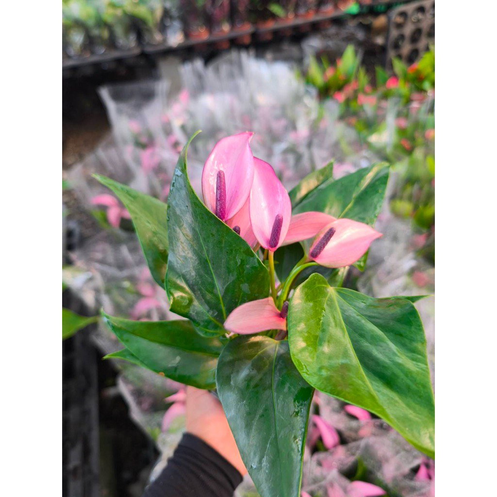 หน้าวัวสีม่วงดอกเรียวสวย สายละมุน Zizou ตั้งฟอกอากาศในบ้านสำนักงานคาเฟ่แสนเก๋