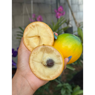 #jingjingshope #เอบิว #เอบิวใต้หวัน ผลไม้ทองคำ1กิโลกรัมชั่งร…