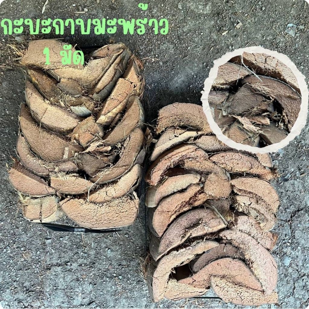 กะบะกาบมะพร้าว 1มัด ใช้ปลูกกล้วยไม้ ไม้เลื่อยวัสดุธรรมชาติ – โปรปัง
