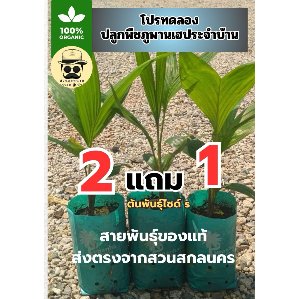 ต้นภูพานเฮ2ต้นฟรี1ต้น สายพันธุ์ของแท้ส่งตรงจากสวนสกลนคร