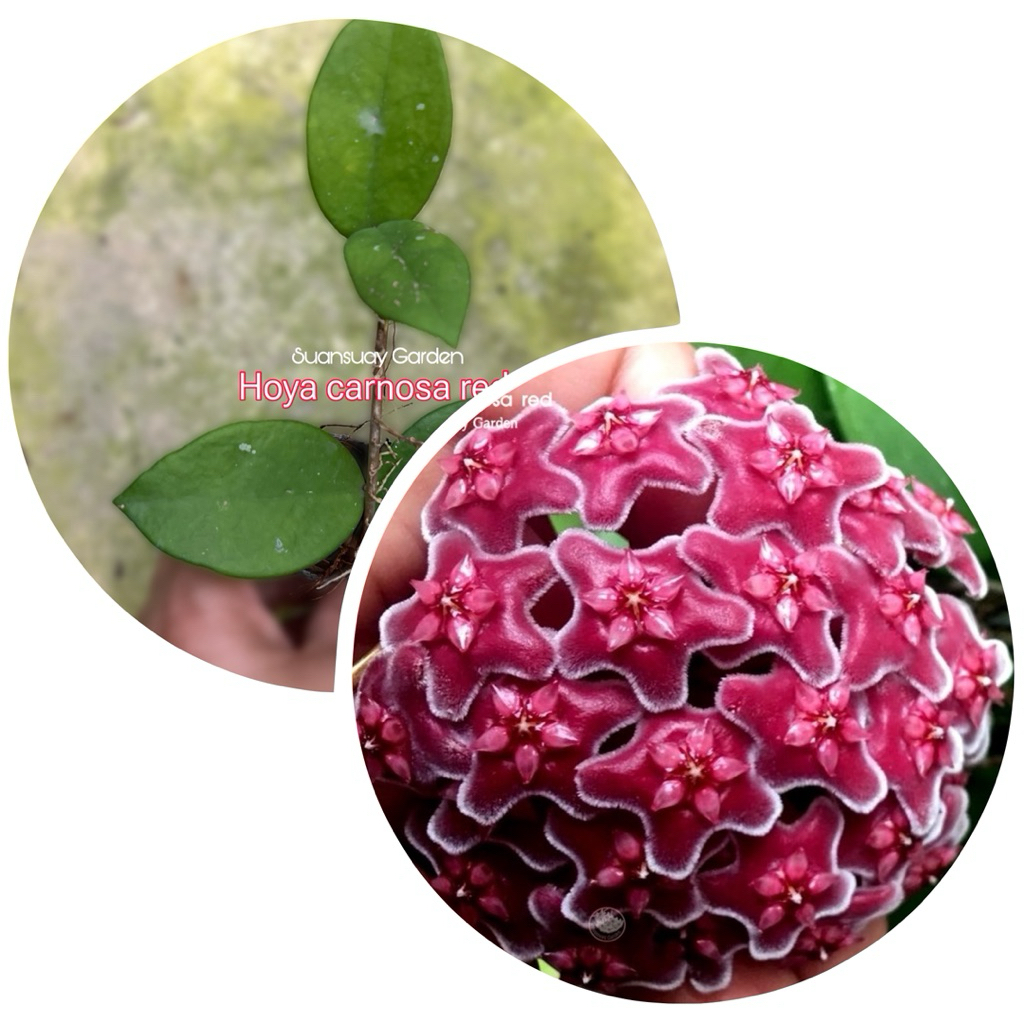 Hoya carnosa red โฮยาออกดอกง่าย ดอกสีแดง ดอกกลม เลี้ยงง่าย จัดส่งในกระถางขนาด 1 นิ้ว