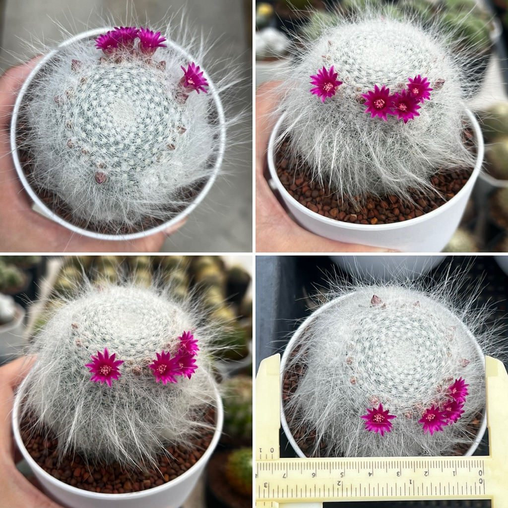 Mammilaria Superbar: แคนดิด้าซุปเปอร์บาร์ กระถาง3.5“ แคคตัส กระบองเพชร
