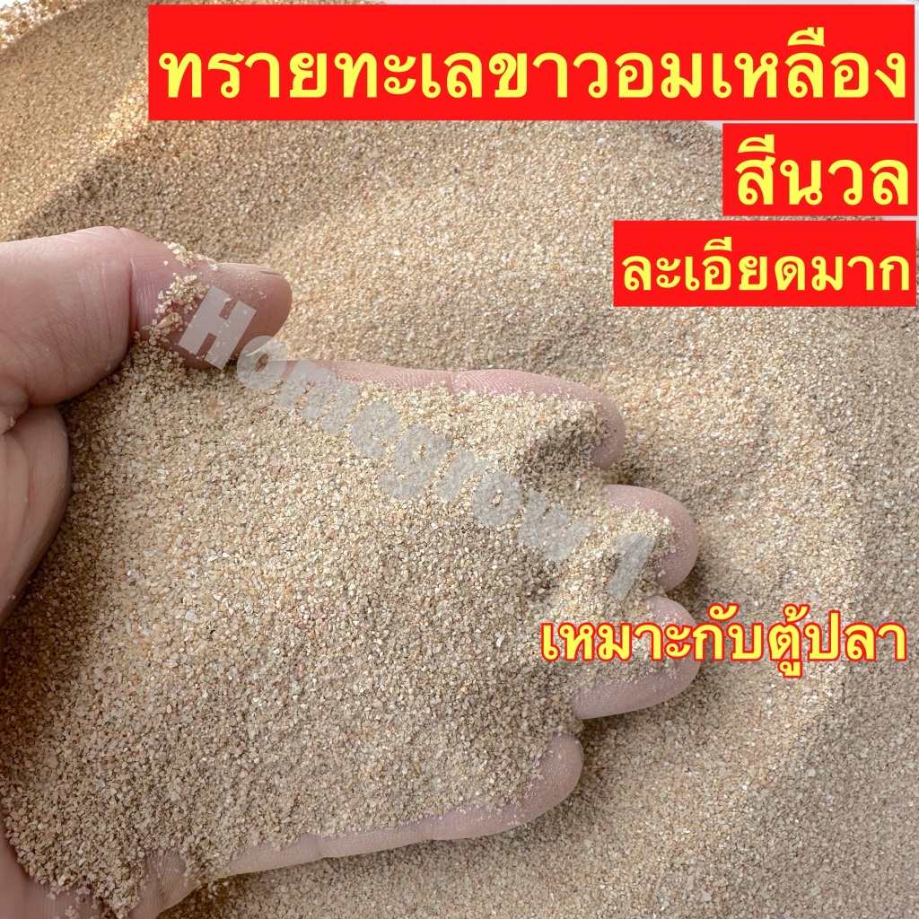 ทรายทะเลขาวอมเหลือง ทรายสีนวล ทรายตู้ปลา รองพื้นตู้ พร้อมส่ง ตู้ปลา ตกแต่งตุ้ปลา ทรายตู้ปลา