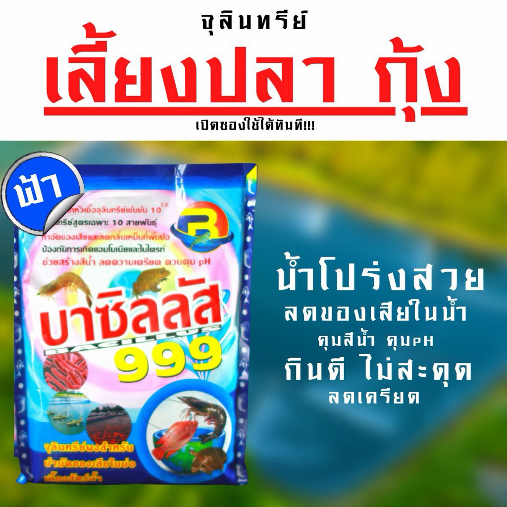 ยกลัง จุลินทรีย์บาซิลัส999 (สีฟ้า) บำบัดน้ำ ปรับสภาพน้ำ บรรจุ 1 กิโลกรัม