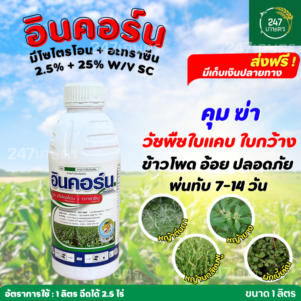 อินคอร์น 1 ลิตร (มีโซไตรโอน+อะทราซีน) คุมฆ่าหญ้า 3-5ใบ ในข้าวโพด อ้อย ฉีดทับได้ 2.5-3 ไร่