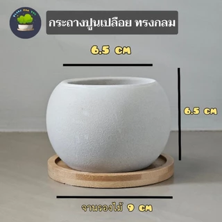 🍃ต้นไม้มงคล/ต้นไม้ฟอกอากาศ (วางโต๊ะทำงาน) หลายชนิด พร้อมกระถางปูนเปลือยทรงกลม 2.5"นิ้ว+จานรองไม้+หินเกล็ด