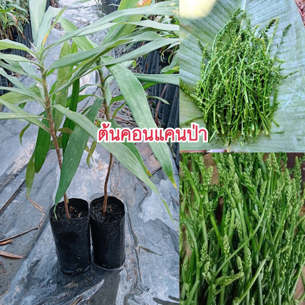 (ชุด 2 ต้น)ต้นคอนแคนป่า หรือต้นค้อนหมาขาว ผักป่าพื้นบ้านหายาก ดอกและยอดอ่อนมีรสชาติหวานอร่อย