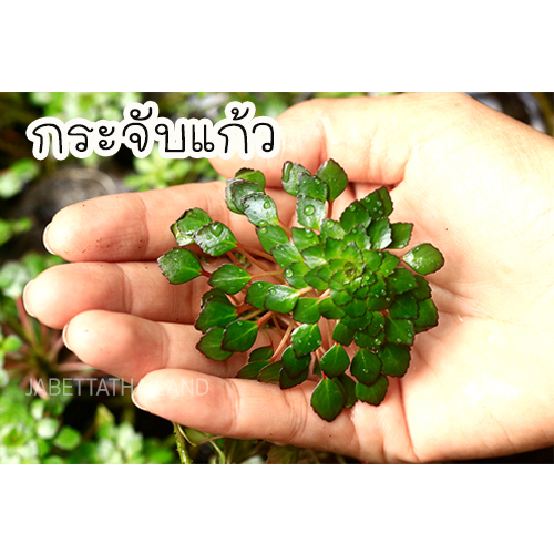 กระจับแก้วหรือกระจับญี่ปุ่น เลี้ยงง่าย ต้นสวย สำหรับอ่างบัว พร้อมส่ง (จำนวน 3 แถม 1)