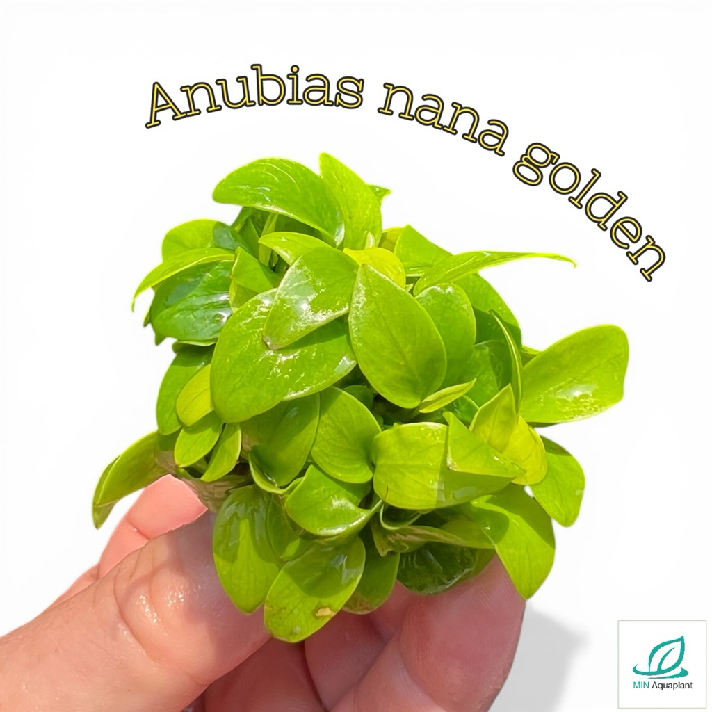 [Min]Anubias nana golden อนูเบียสนานาโกลเด้น มัดหิน มัดขอน ทำต้นบอนไซ ประดับตกแต่งตู้ปลา