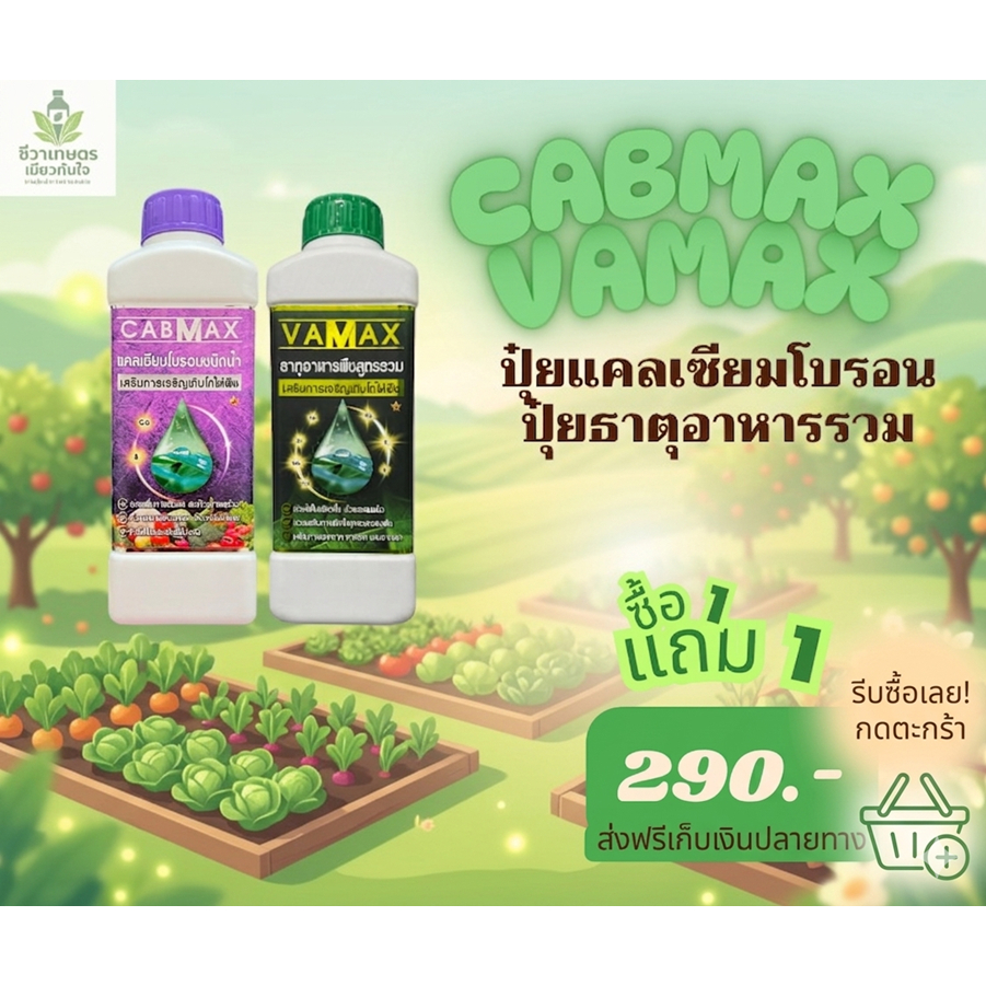 (1C1V)_CABMAX VAMAX ซื้อ 1 แถม 1 แคลเซียมโบรอนเข้มข้น แถมปุ๋ยธาตุรวม ผลดก ขั้วเหนียว ลดร่วง ครบ จบ ใน 1 ชุด