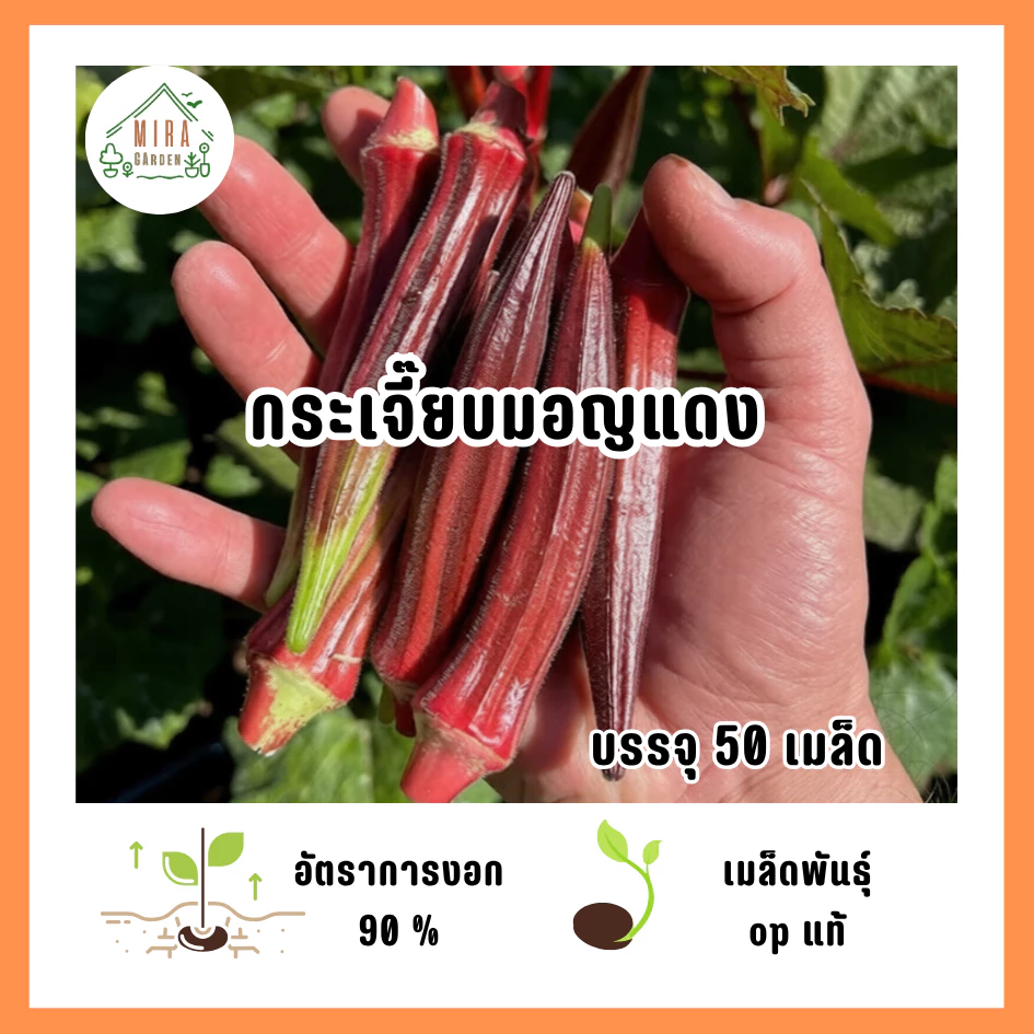 เมล็ดพันธุ์กระเจ๊๊บยมอญแดง 50 เมล็ด