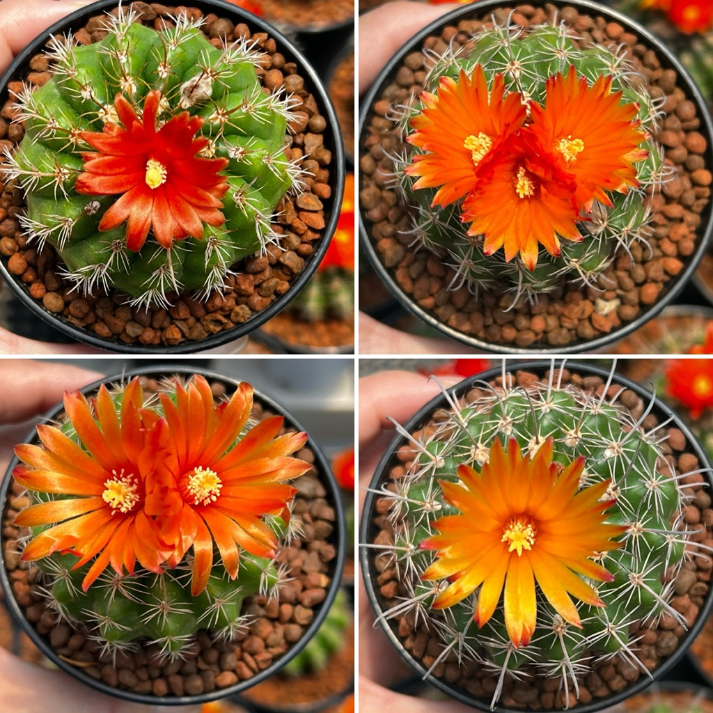 Parodia Cactus พาโรเดีย ดอกส้ม แคคตัส กระบองเพชร