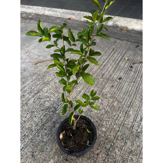 ต้นเชอร์รี่ไทย เป็นไม้พุ่มขนาดกลาง Patsorntree