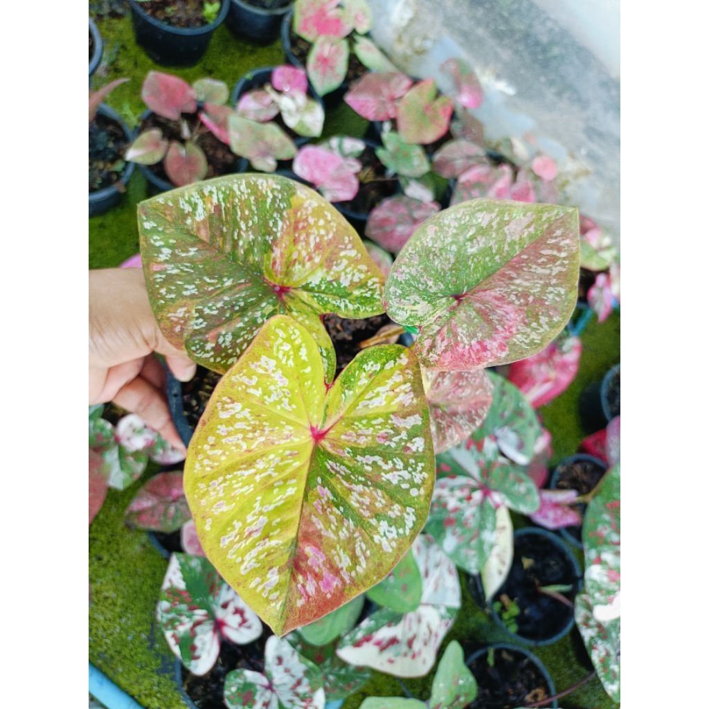 ต้นบอนสี เลม่อนเรด หน้าเหลือง เป็นบอนเกือบใบกลม  ด่างดหลืองแดงเขียว มีเม็ดเยอะ กระจายทั่วใบ