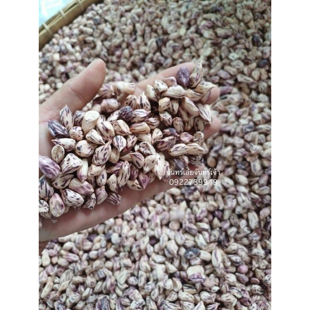 ถั่วลิสงลายเสือ เมล็ดพันธุ์ บรรจุ1 กก. แกะมือ พร้อมปลูก รับประกันงอก99% เพาะถั่วงอกหัวโตได้ แปรรูปทำอาหารได้