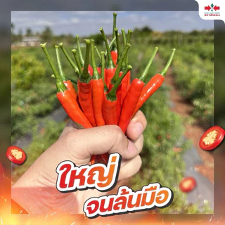พริก ซุปเปอร์ฮอท 40 ศรแดง ขนาด 7,000 เมล็ด (ประมาณ 40 กรัม) ปลูกได้ 1 ไร่