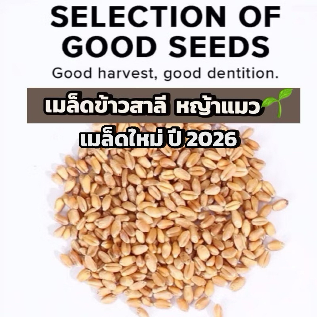 เมล็ดข้าวสาลี ต้นหญ้าแมว ปลูกง่าย โตเร็ว Cat grass seeds Nutrition Supplementation Healthy Digestion
