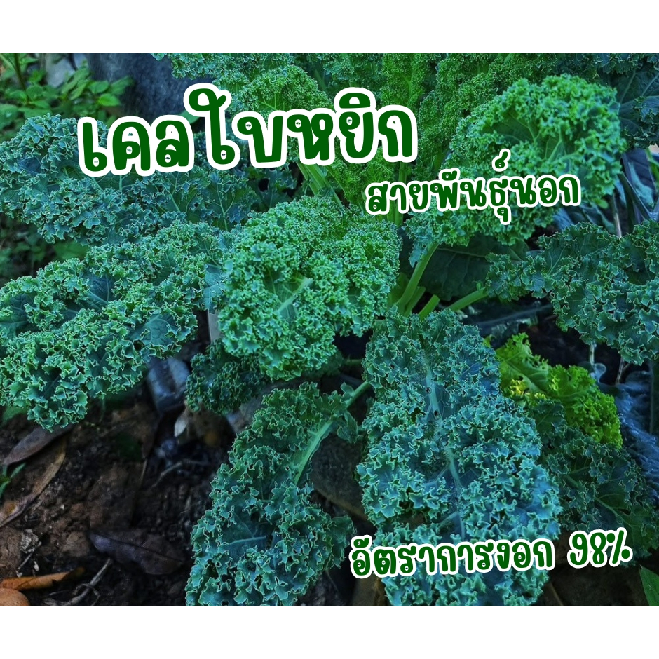 เคลเขียว ใบหยิก 0.5 กรัม   Curly Kale เมล็ดสายพันธุ์ นอก เมลล็ดปี 69