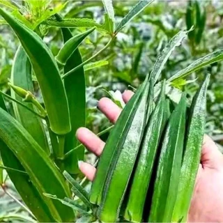 เมล็ดพันธุ์กระเจี๊ยบเขียว200เมล็ด39บาท