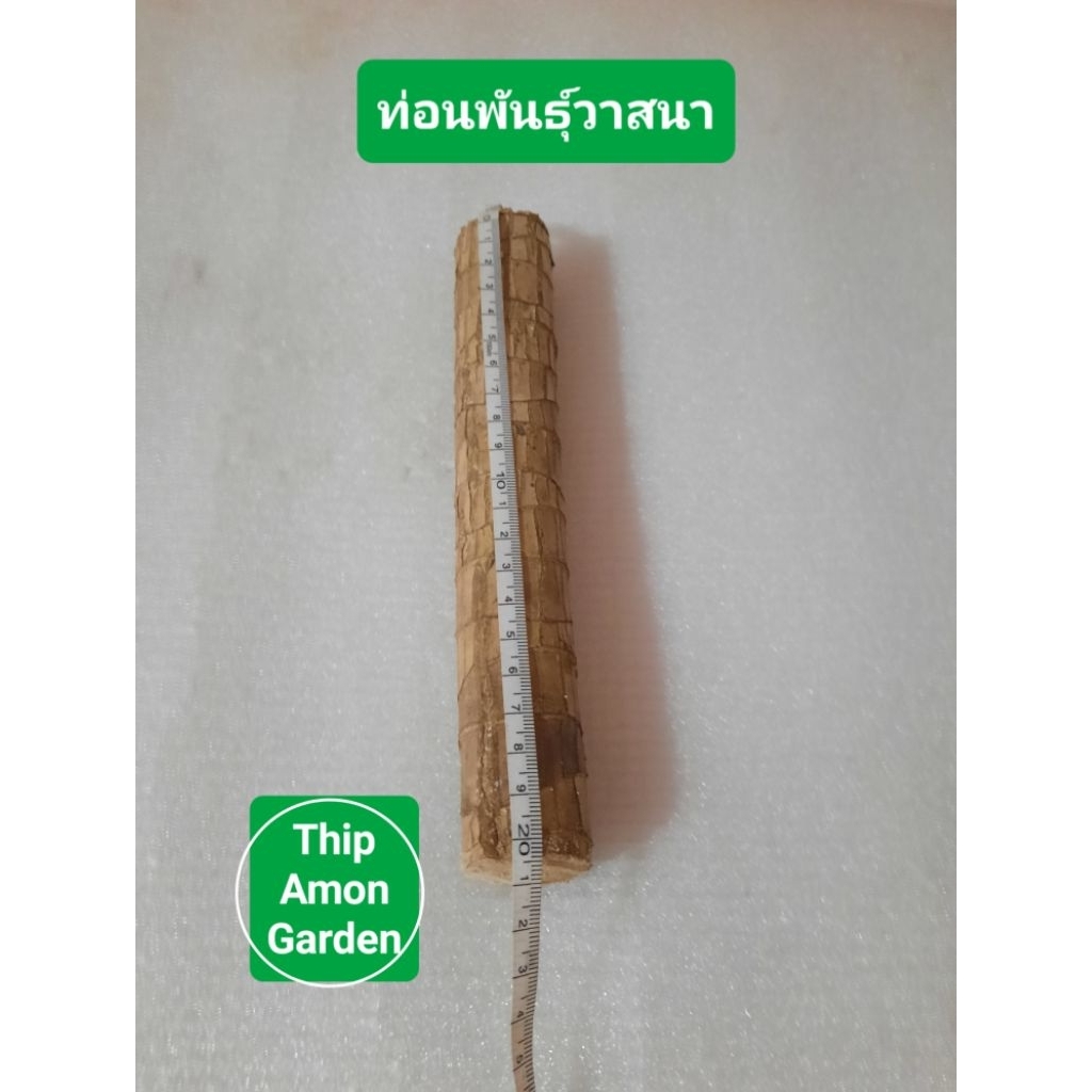 วาสนา ท่อนพันธุ์วาสนา สำหรับปลูก