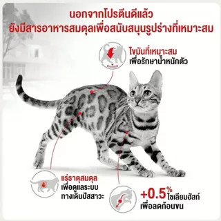 อาหารแมวโตเลี้ยงปล่อย ชนิดเม็ด (FIT) อาหารเม็ด สำหรับแมวโต เลี้ยงปล่อย อายุ 1 ปีขึ้นไป 400g/2kg.