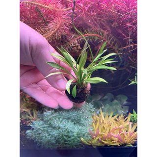 [Min]อเมซอนแคระ ลามตามพื้นใบแหลมยาวปานกลาง 4ต้นต่อ1ลูก low tech ได้ ต้นต้นจะเล็กลงอีก