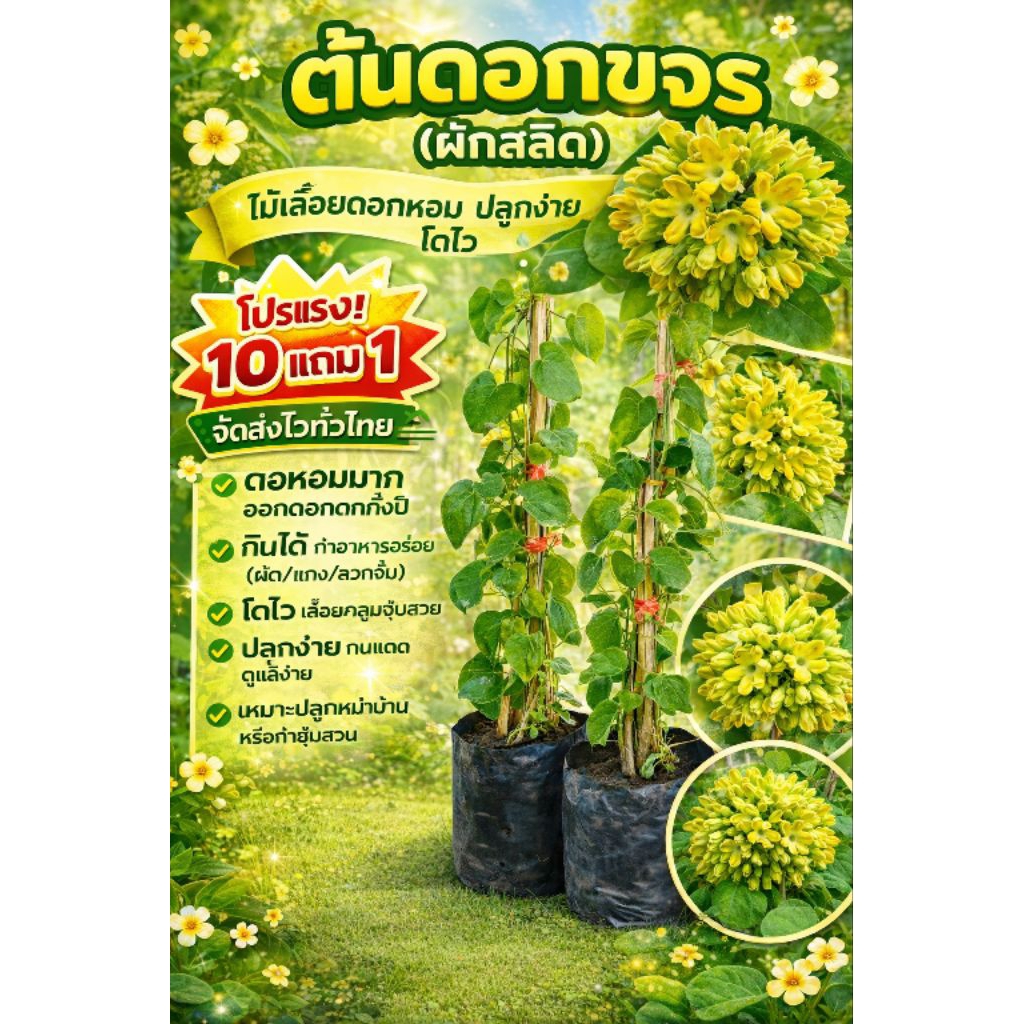 ต้นดอกขจร ต้นสนิท ผักสวนครัวพื้นบ้าน ไม้เลื้อยทำซุ้ม ผักริมรั้ว ดิน ปุ๋ย กระถาง สมุนไพรไทย ต้นกล้า เมล็ดพันธุ์ แตงกวา