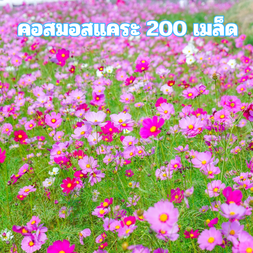 เมล็ดพันธ์ุดอกคอสมอสต้นแคระ 200 เมล็ด